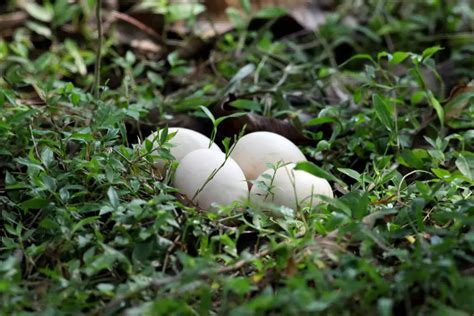 Peacock Nesting Habits | How Does The Peacock Build Its Nest?