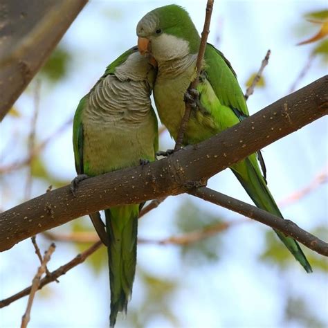 Monk Parakeet | Monk parakeet, Parakeet, Buy pets