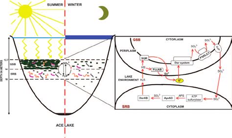 Sulfur cycle. Sulfur cycle for C -Ace and sulfate-reducing bacteria ...