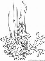 Seaweed Pictures  Ocean coloring Pages Sea Life Art Coloring sketch template