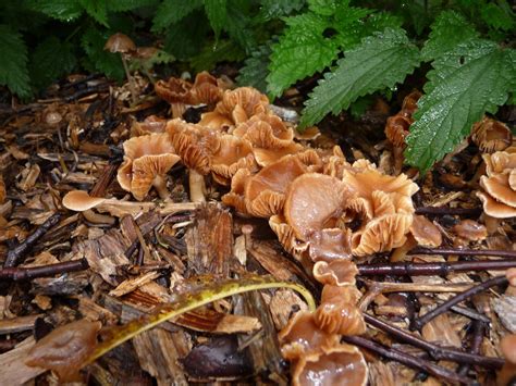 Freshwinds Garden: Fantastic fungi