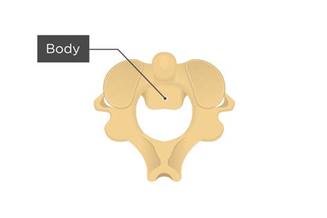 Axis Bone Anatomy