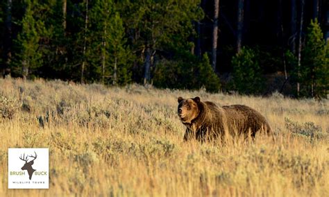 Grand Teton / Yellowstone 4 Day / 3 Night Wildlife Adventure - BrushBuck Wildlife Tours Reservations