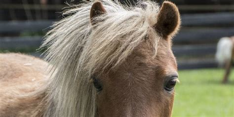 Falabellas: Facts & Information On One Of The World’s Smallest Ponies – Insider Horse – Latest ...