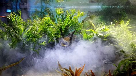 Banish Mold from your Fish Tank: Simple Tips to Keep Your Tanks Clean - Aquariuman