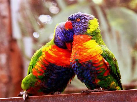 Incredible Pictures: Love Birds (High Resolution)