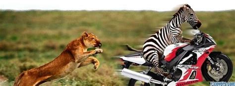 (funny animals) facebook cover funny animals zebra Funny Facebook Cover, Creative Facebook Cover ...