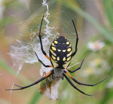 Happy Crafter: Garden Spider?????