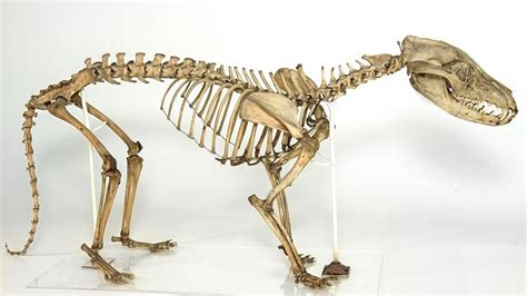 Thylacine | Museum of Zoology