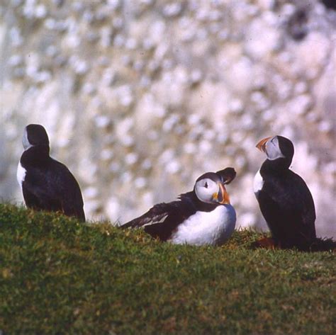 Puffins in Scotland - and why their auk-cousins get jealous