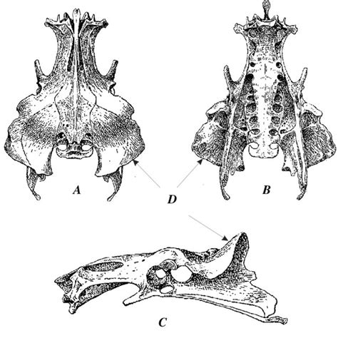 Pelvis of Greater Roadrunner (Geococcyx californianus): A-dorsal... | Download Scientific Diagram