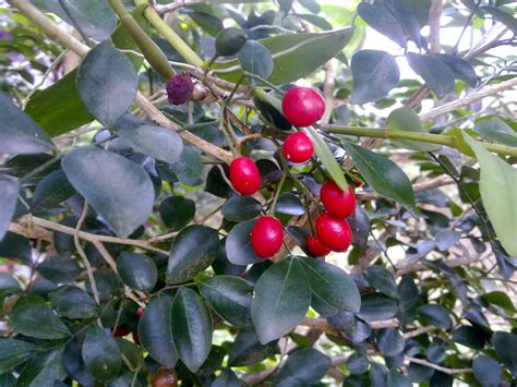 Indonesia Tourism: Cara Mencangkok Tanaman Kemuning (Murraya paniculata)