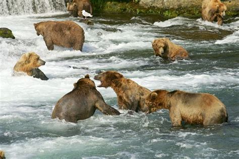 Grizzly Bear Facts - Animal Facts Encyclopedia