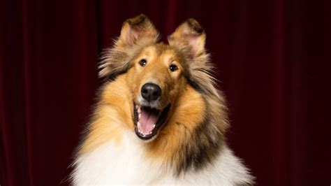 Texas A&M unveils Reveille X to the world