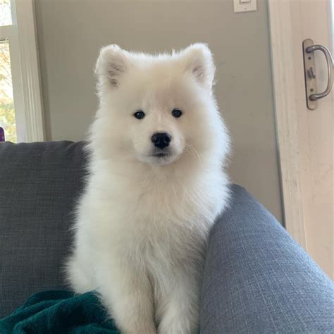 Hi Im Coco Im a 12 week old Samoyed pup. Follow me for more fluff # ...