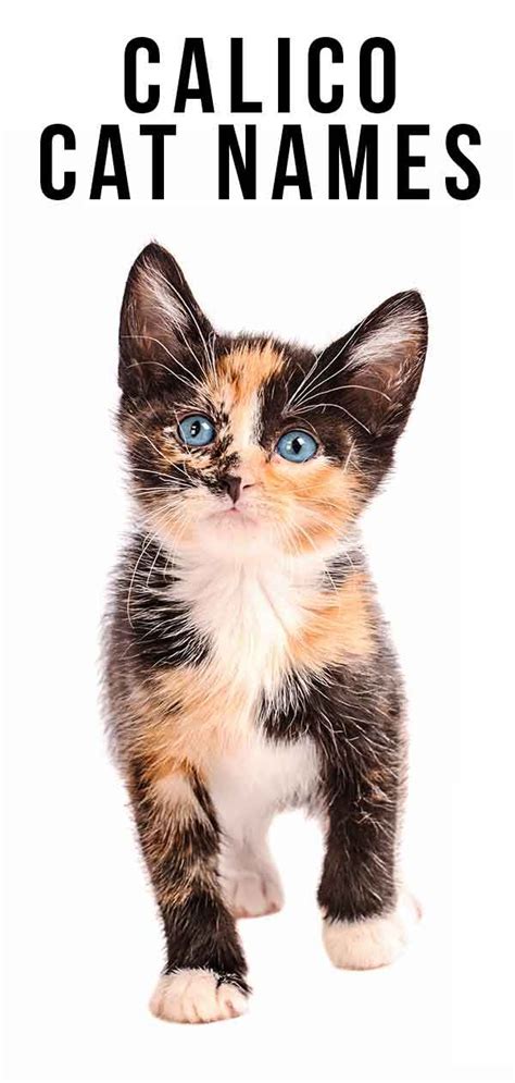 Cute Cat Names Female Unique : The 100 Most Popular Male And Female Cat Names | Bodbocwasuon