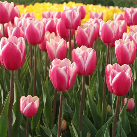 Tulip 'Jumbo Beauty' | Flower landscape, Tulips, Flowers