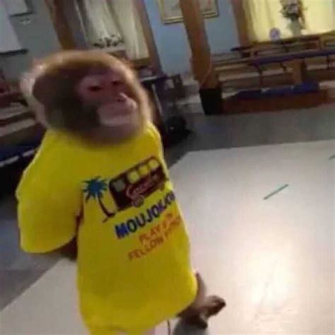 Monkey Meme Phenomenon Monkey Meme for famous with Mammals, Monkey ...