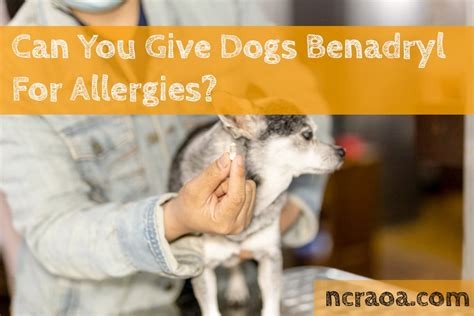 Can You Give Dogs Benadryl For Allergies? | National Canine Research Association Of America