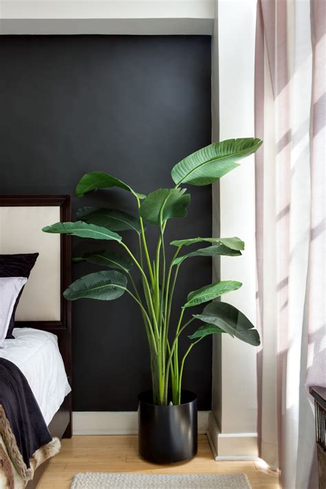 Bird of Paradise Plant Care | Apartment Therapy