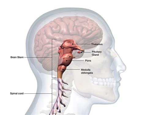 Medulla Oblongata: Anatomy, Location, and Function