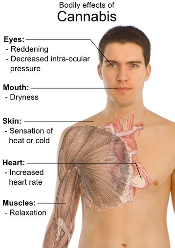 Effects of Marijuana Use