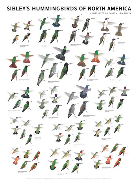 Sibley's Hummingbirds of North America - Etsy | Bird identification, Beautiful birds, Hummingbird