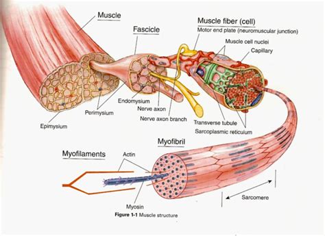 Mitochondria again, but this time in muscle! | Muscle structure, Muscle anatomy, Human anatomy ...