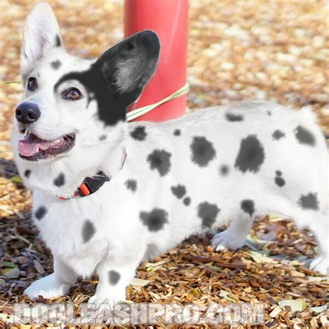 Corgi Dalmatian Mix: Complete Guide - Dog Leash Pro