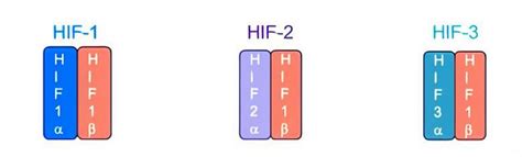 Different types of HIF subunits, HIF-1α, HIF-2α, and HIF-3α which could ...