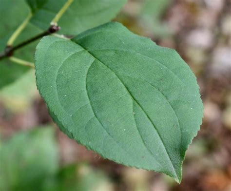 How to Identify Buckthorn in Your Woodland | Landscape Shopping Cart