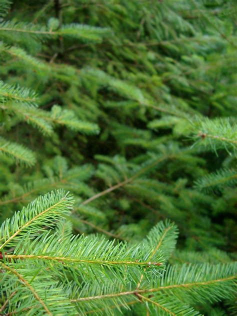 Free Stock photo of Green Fir Tree Leaves at the Forest | Photoeverywhere