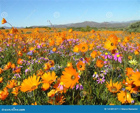 Flowers in the Namaqualand Desert in South Africa Stock Image - Image of summer, namaqualand ...