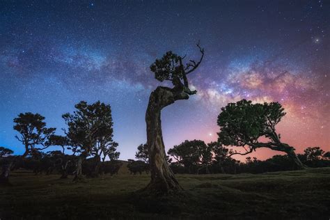 25 Photos of Madeira's Dreamy Fanal Forest by Albert Dros