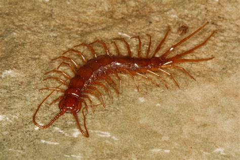 The cyber-centipede: giving online species descriptions a leg up - GigaBlog