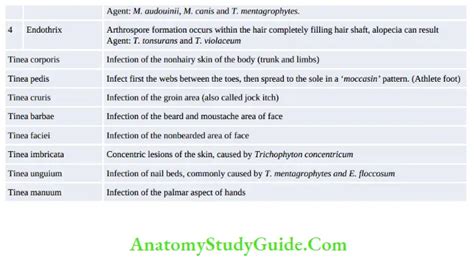 Fungal Infections: Symptoms, Types, And Treatment - Anatomy Study Guide