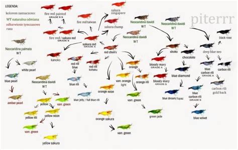 Neocaridina Family Tree - General Discussion - C.A.R.E.