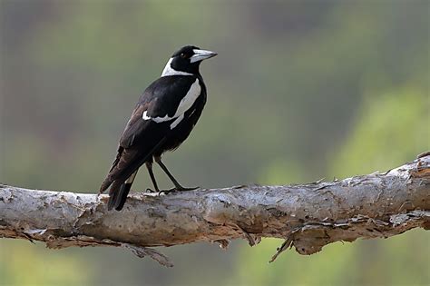 Australian Magpie - ClimateWatch Australia- Citizen Science App