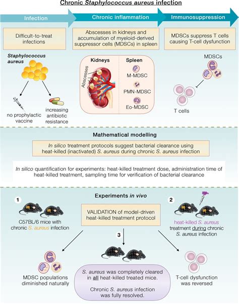 Staphylococcus Aureus Infection Treatment