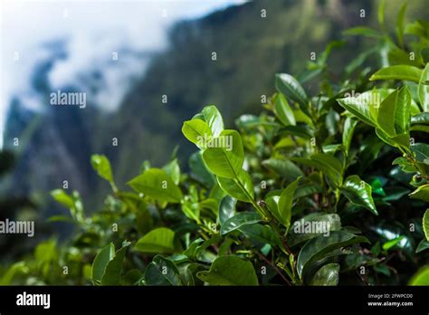 Sri lanka, Asia, Beautiful fresh green tea plantation Stock Photo - Alamy