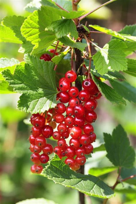 Red currant bush stock image. Image of nature, fruits - 20572231