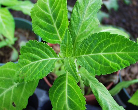 Salvia Divinorum: the benefits, effects and medicinal potential