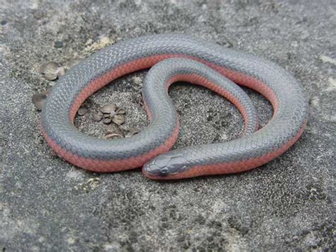 Western Worm Snake