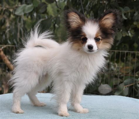 Papillon Dog Puppies | [#] Lunawsome