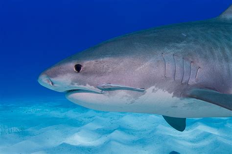 Tiger Shark with juvenile Remora | VisionDive