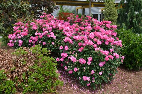 Hugh Conlon, Horticulturalist, Professor, Lecturer, and Gardener | Knockout roses, Double ...