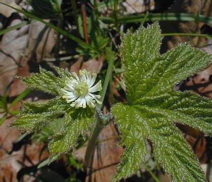 Goldenseal Herb – Root, Benefits, Usage and Side Effects