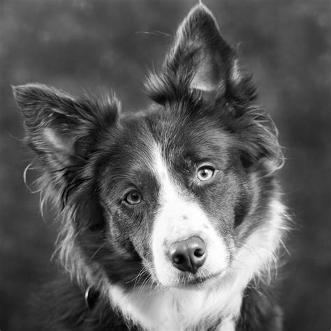 Border Collie by David / 500px | Border collie, Puppy time, Collie