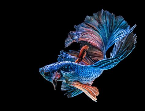 HD wallpaper: blue betta fish, black, siamese Fighting Fish, animal, nature | Wallpaper Flare