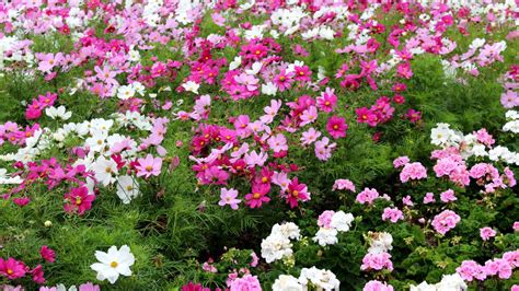 Is there Cosmos Flowers in your Garden? What is Cosmos flower?